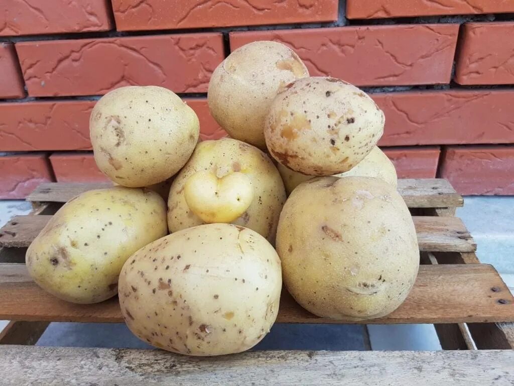 Галла картофель сорт характеристика