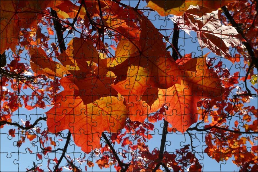 Осенью каждый лист цветок. Осень клен. Оранжевый клен. Осень листва. Осеннее дерево.