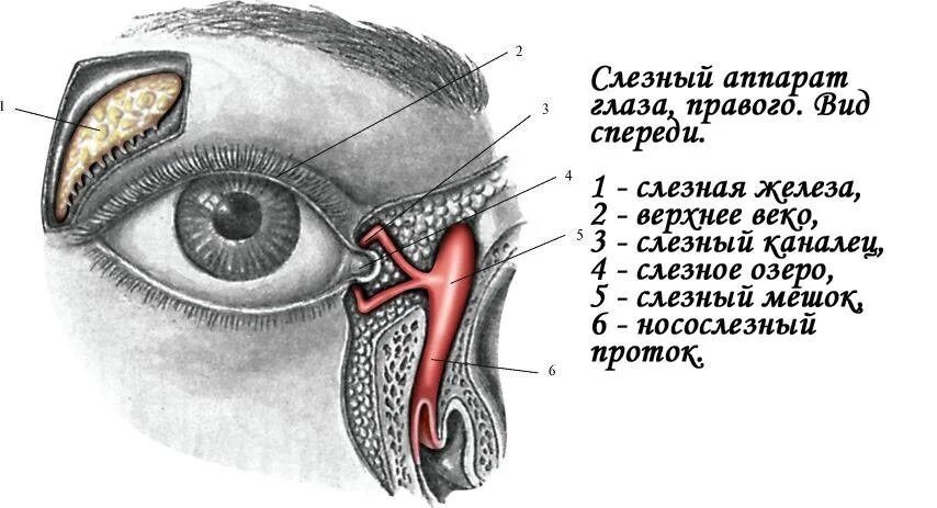 Слезная железа у млекопитающих