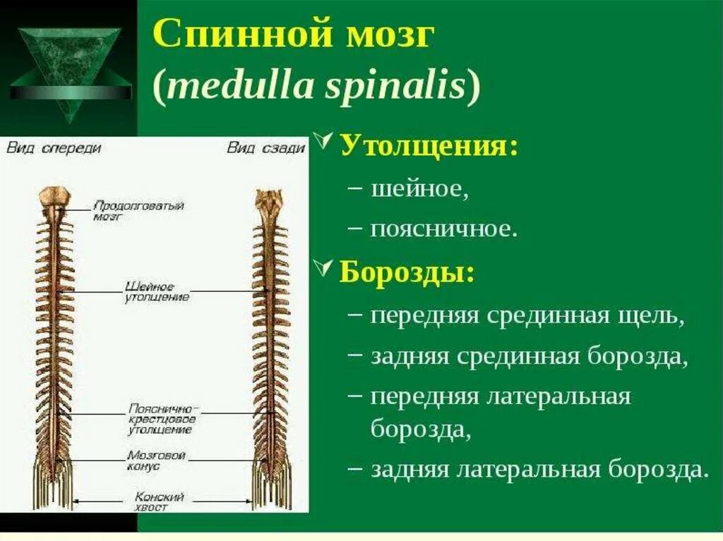 Спинной мозг выходит из. Строение спинного мозга вид сбоку.