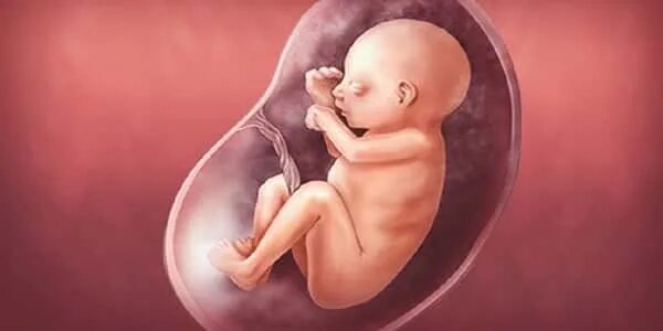 Эмбрион на 30 неделе беременности. Плод ребенка на 30 неделе беременности. Малыш на 30 неделе беременности.