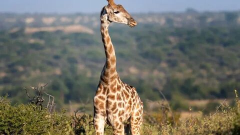 Giraffe neck