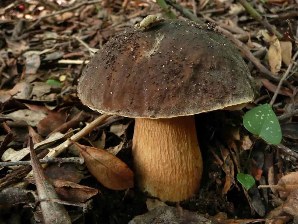 Виды белых грибов описание. Белый гриб бронзовый Boletus aereus. Боровик сетчатый дубовый. Гриб бронзовый Боровик. Болет бронзовый (Боровик бронзовый).