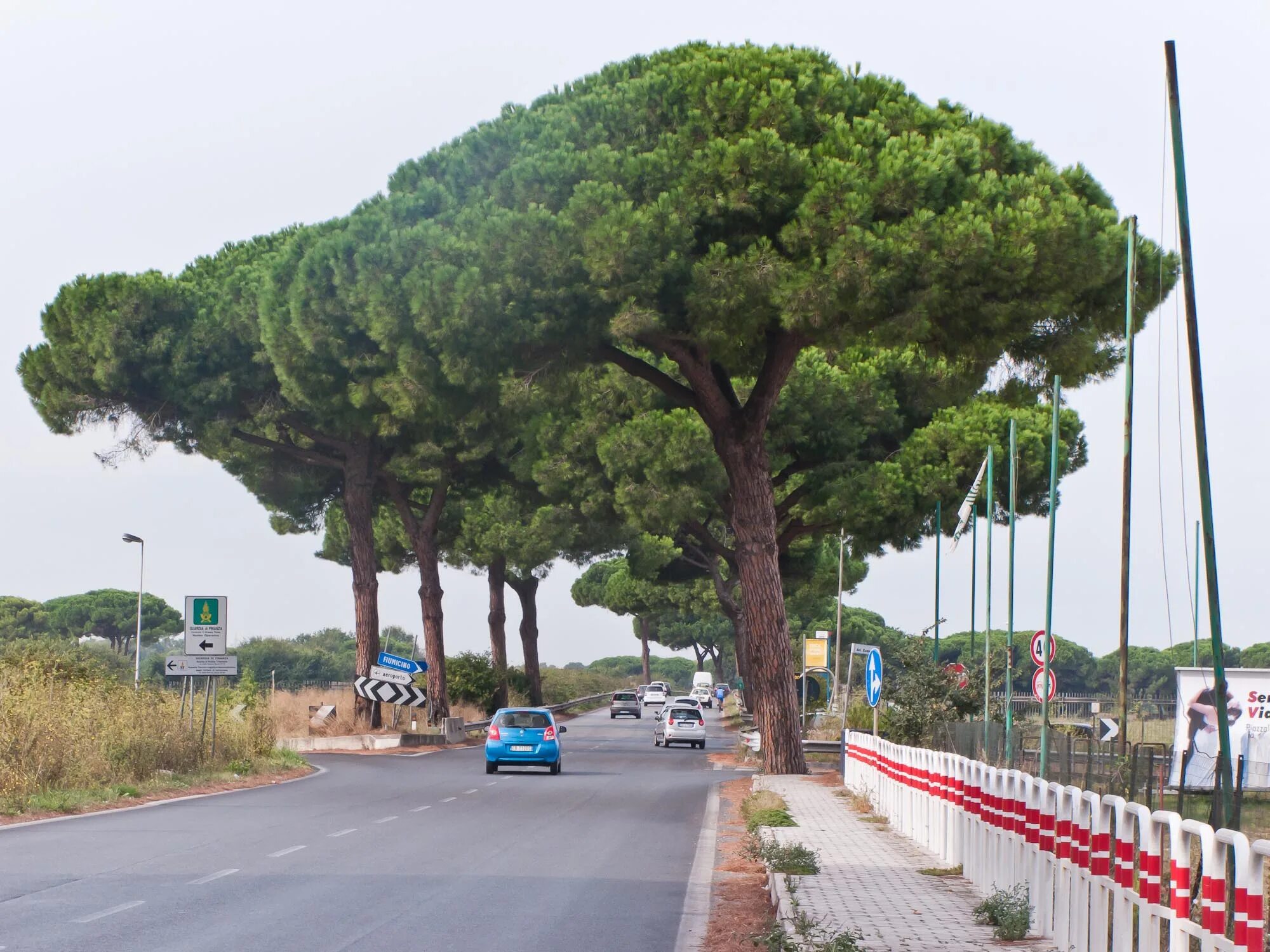 Пиния это. Пиния (Pinus pinea). Сосна Пиния в Италии. Сосна Пиния Рим. Кипарис Италия и Пиния.