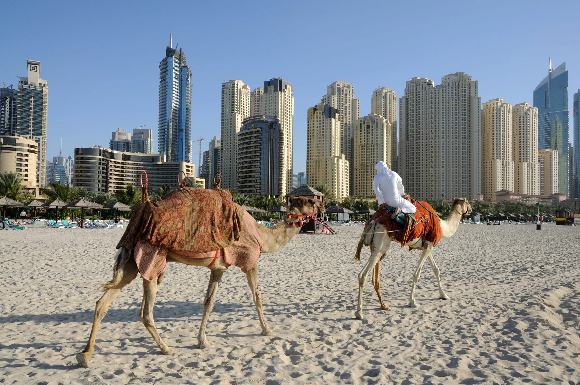 Пляжи Абу-Даби и верблюд. ОАЭ Абу Шарджа. Шарджа Дубай. Абу Даби верблюд.