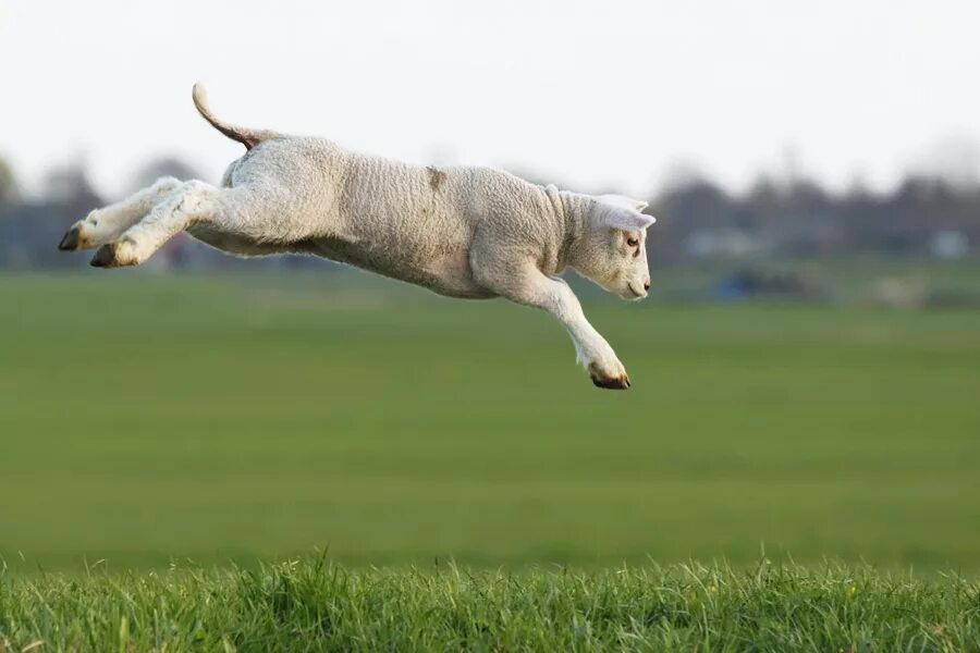 Животные в прыжке. Овца бежит. Овца прыгает. Овечка прыгает.