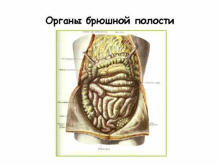 Какие органы в брюшной полости человека. Внутренние органы брюшной полости. Схема брюшной полости. Схема органов брюшной полости. Строение брюшной полости человека.