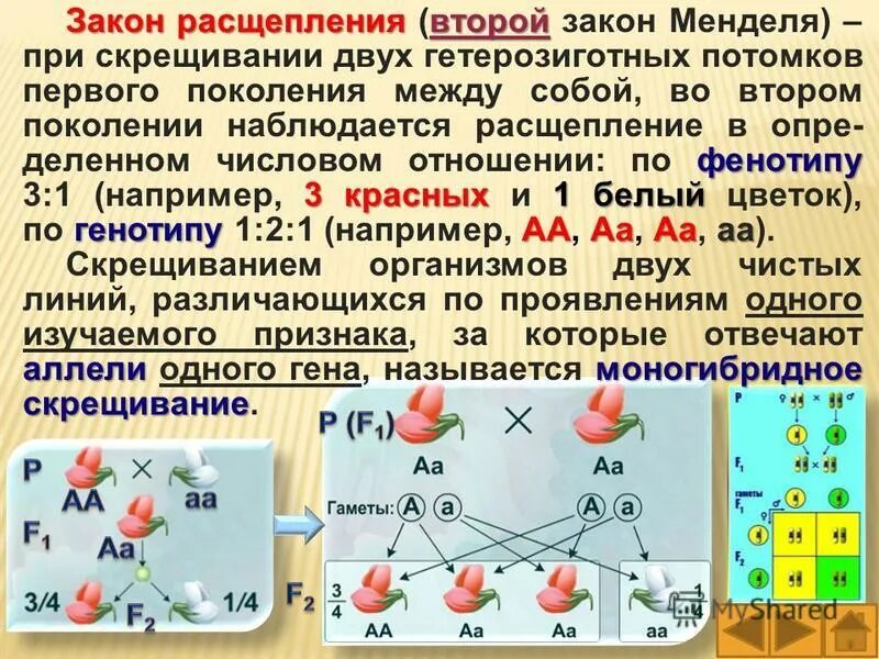 Скрещивание гетерозиготных организмов при полном доминировании