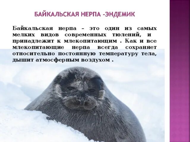 Среда обитания байкальской нерпы. Относительность приспособленности байкальской нерпы. приспособленности байкальская нерпа. нерпа среда обитания. байкальская нерпа краткое описание.