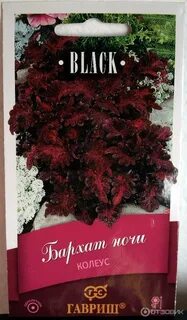 Бархат ночи