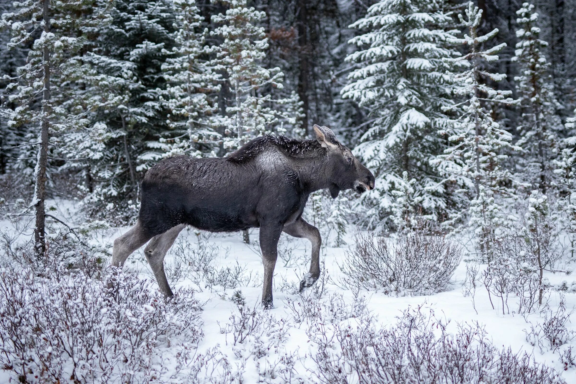 Национальный парк Таганай Лось. Европейский Лось alces alces. Национальный парк Паанаярви животные. Зюраткуль национальный парк лоси. Уральский лось