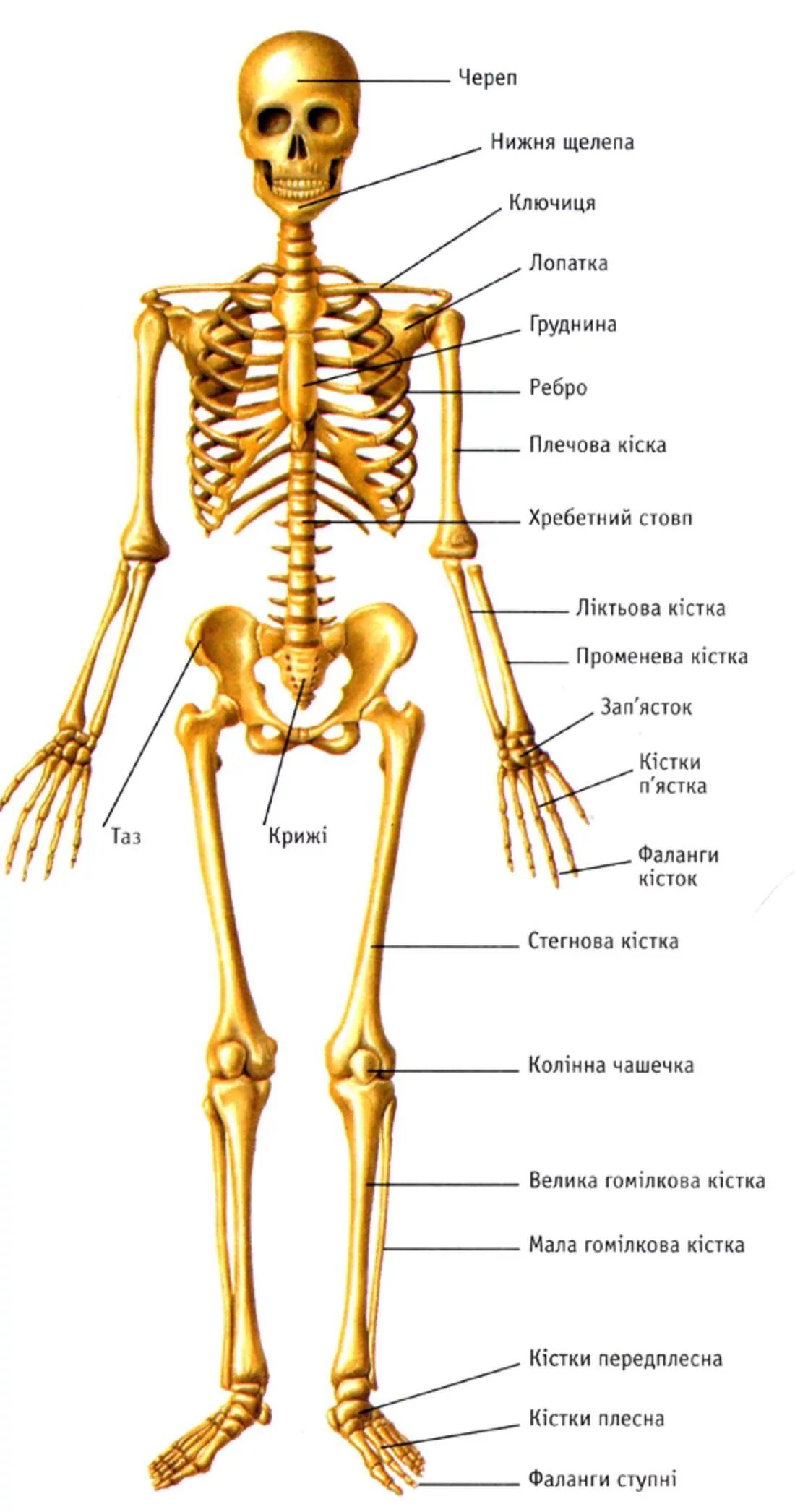 Кости скелета человека название. Строение человеческих костей. Костный скелет человека анатомия. Скелет человека анатомия кости с названием костей.