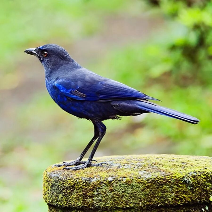 Синяя птица памира. Синий Дрозд аджир. Лиловый Дрозд (Myophonus caeruleus). Синяя птица лиловый Дрозд. Синяя птица Тянь Шань.