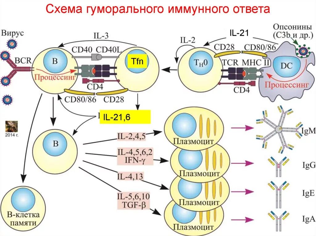 Взаимодействие иммунных клеток. Схема воспалительного иммунного ответа. Схема взаимодействия клеток в иммунном ответе. Т-зависимый гуморальный иммунный ответ схема. Схема иммунного ответа клеточный иммунитет.