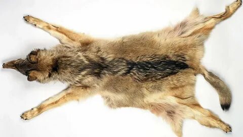 Пойыздағы қыздардың үйдегі порнофотосуреттері