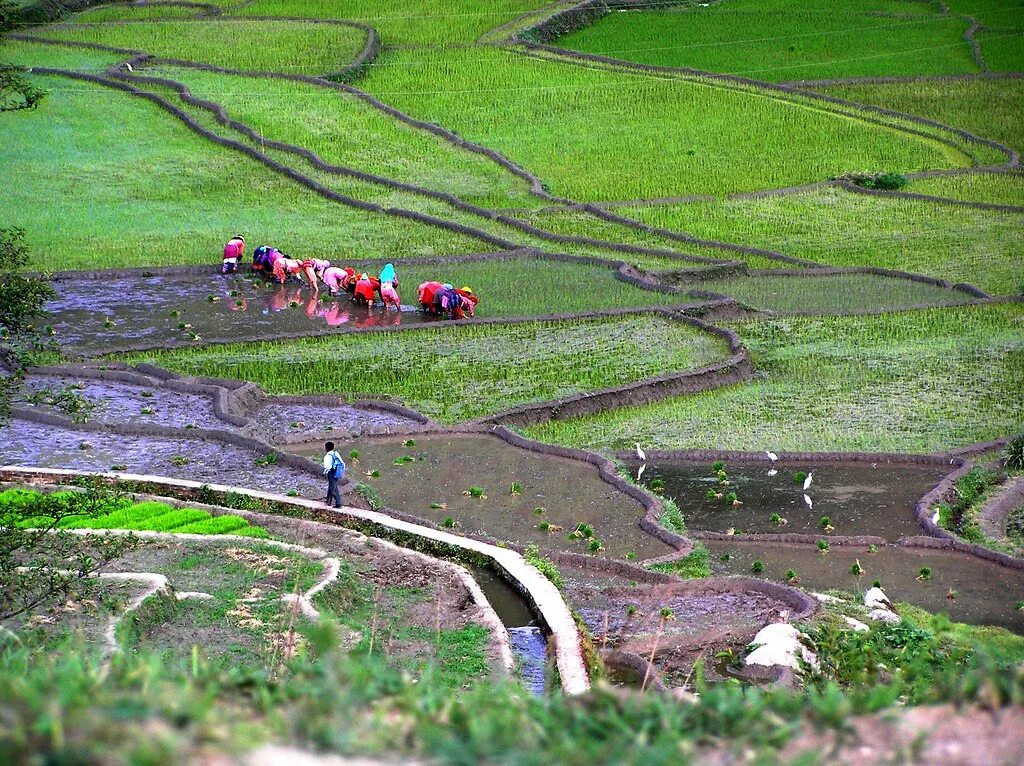 Непал сельское хозяйство. Экономика Непала. Земледелие в Непале. Непал промышленность.