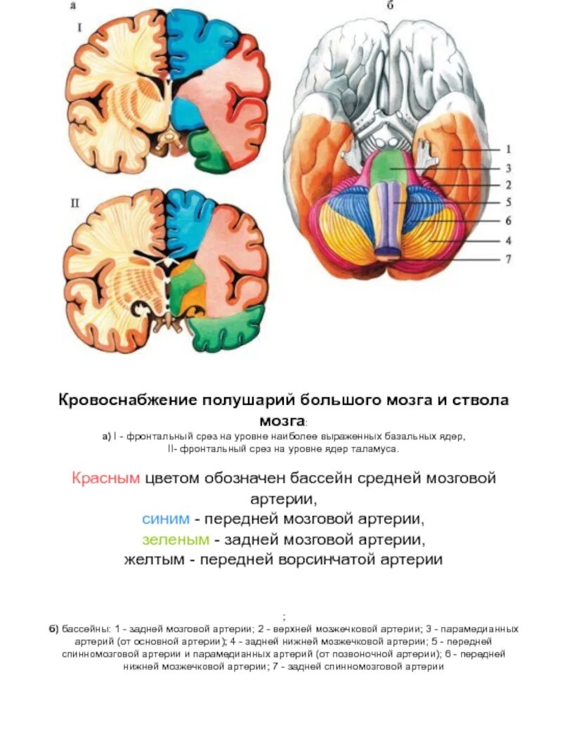 Поступление крови в мозг. Бассейны кровоснабжения головного мозга схема. Зоны кровоснабжения передней и средней мозговых артерий. Бассейн передней мозговой артерии. Бассейн задней мозговой артерии схема.