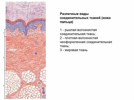 Кожа виды тканей