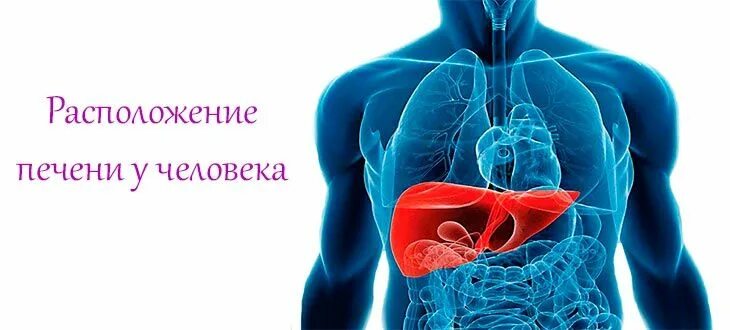 Место расположения печени у человека. Печень у человека расположена