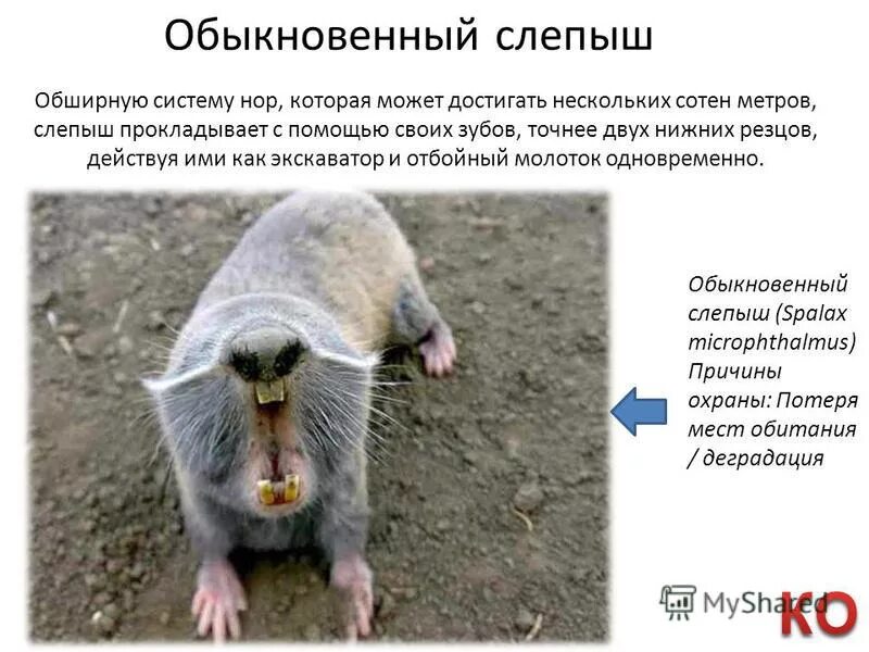 красная книга животные гигантский слепыш. обыкновенный слепыш (spalax microphthalmus). гигантский слепыш красная книга. обыкновенный слепыш. крот слепыш.