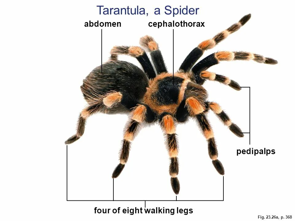 Как по английски будет паук. Строение паука птицееда схема. Строение паука тарантула. Паук птицеед строение тела. Внешнее строение паука птицееда.