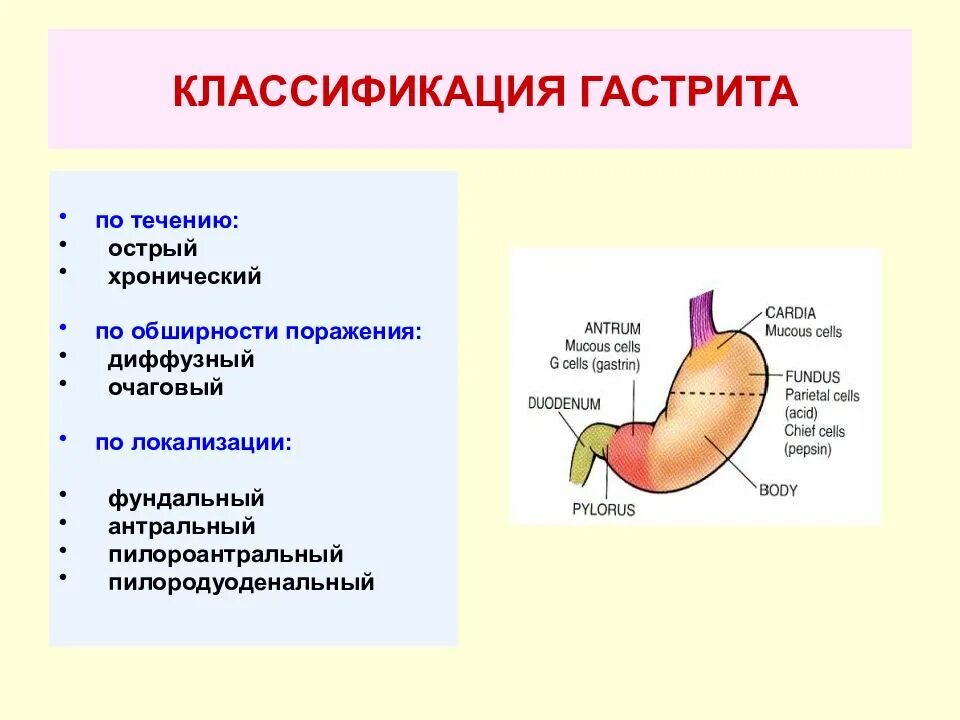 Фундальный отдел желудка. Локализация острого гастрита. Фундальный антральный пилорический отделы желудка. Антральный отдел желудка гастрит. Гастрит локализация