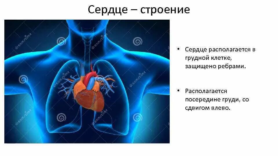 Дом где находится сердце. Где располагается сердце. Расположение сердца в грудной клетке.