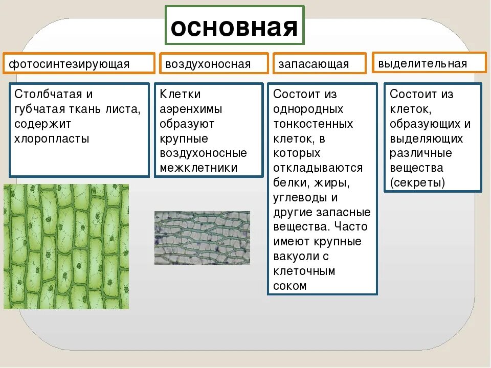 Какие клетки относятся к основному виду ткани