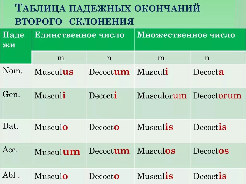 Латынь окончания существительных таблица. Склонение существительных 2 склонения в латинском языке. Таблица окончаний 2 склонения латынь. Окончания существительных 1 склонения в латинском языке. Ландыши какой падеж