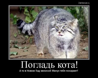 Гладила кота на дороге и не заметила