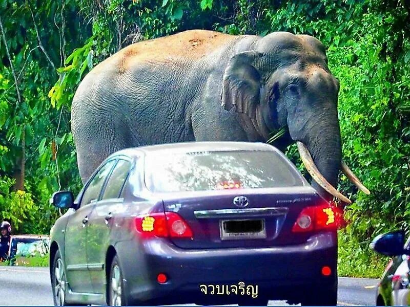 Elephant car. Слон автомобиль. Слоник машина. Слоны в машине. Elephant машина.