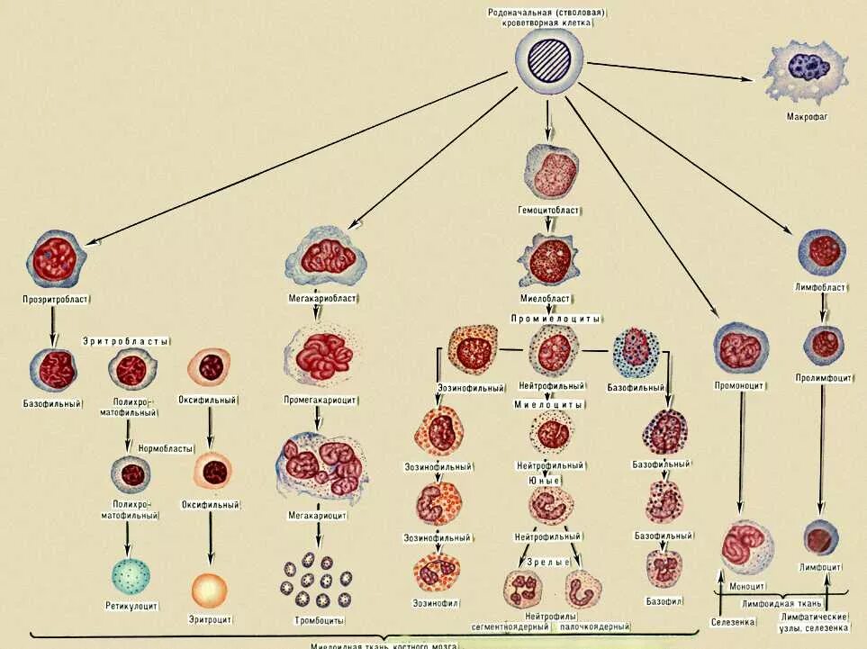 Клетки кроветворения схема. Гемопоэз схема кроветворения. Современная схема кроветворения эритропоэз. Схема кроветворения гистология.