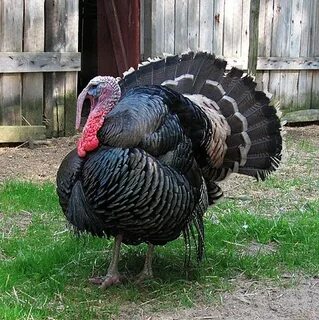 Орыс жетілген анал