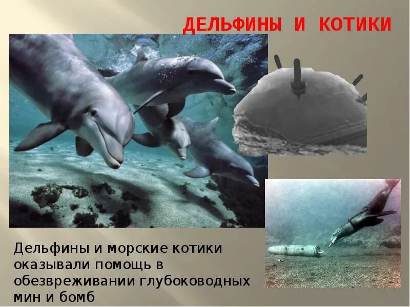 Дельфины террористы. Дельфины в Великой Отечественной войне 1941-1945. Дельфины на войне 1941-1945. Дельфины в годы Великой Отечественной войны. Дельфины на войне.