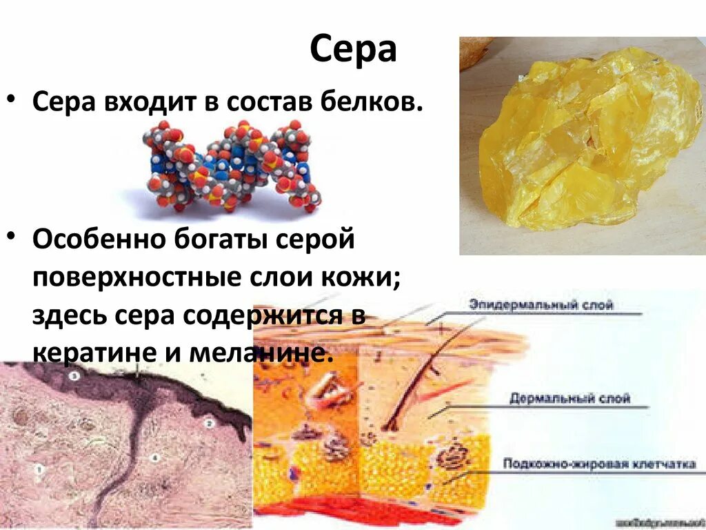 Сера в живом организме. Сера. Сера в составе белков. Сера в организме. Сера биогенный элемент.