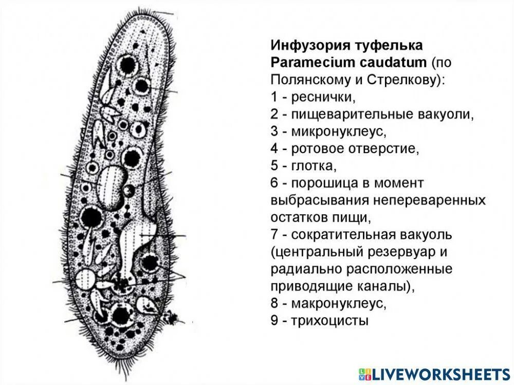 Органоиды инфузории туфельки. У инфузории постоянная форма. У инфузории постоянная форма. Функции инфузории туфельки 7 класс. Представители тип инфузории туфельки.