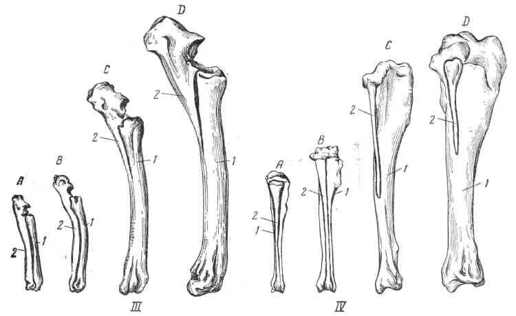 Сравнительная анатомия доказательства эволюции. Скелет передней конечности рукокрылых. Скелет конечностей животных. Форма конечностей животных. Строение пятипалой конечности.
