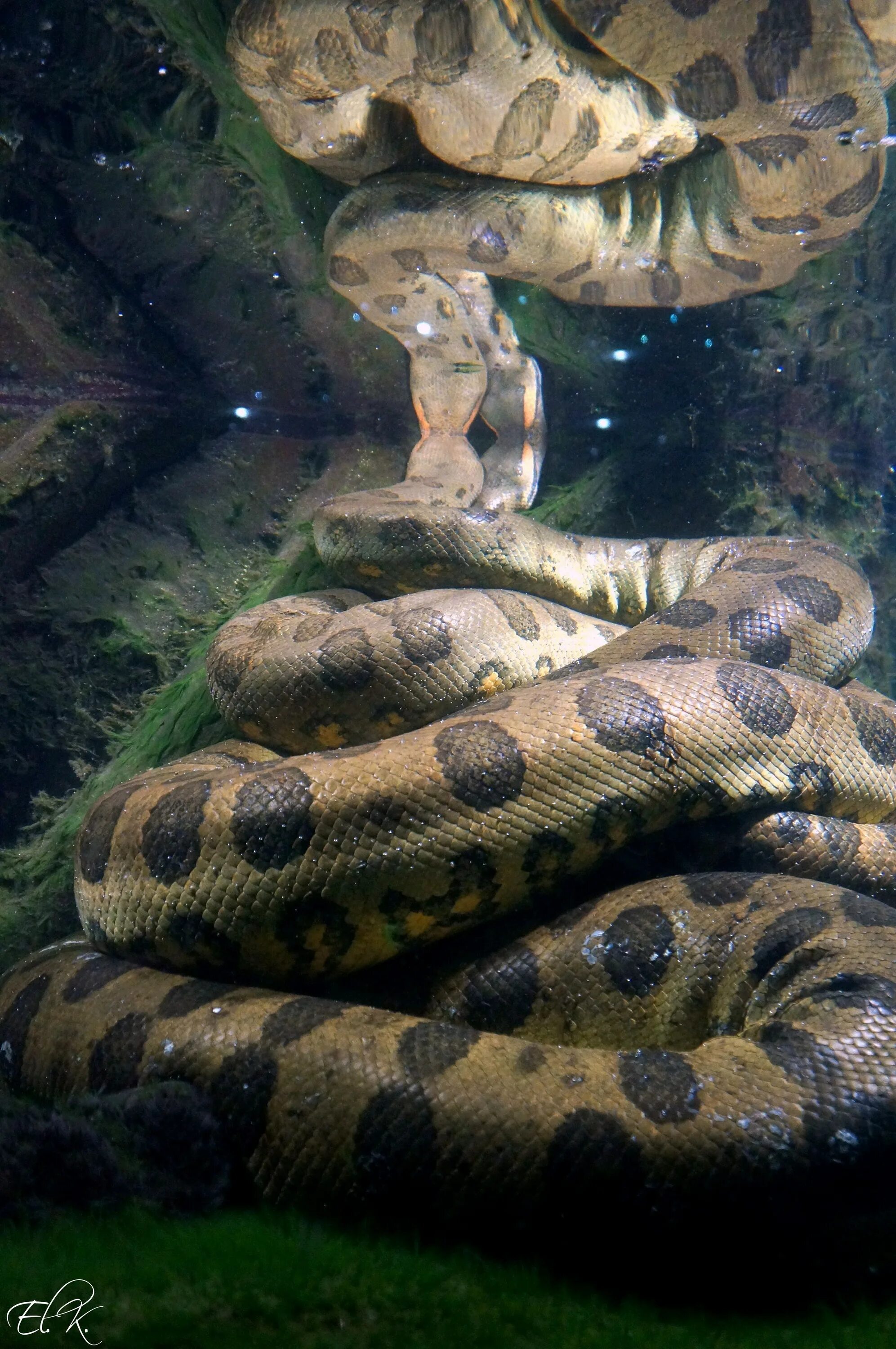 Анаконда новая. Анаконда змея. Анаконда eunectes murinus. Водяной удав Анаконда. Анаконда Анаконда Анаконда Анаконда Анаконда Анаконда.