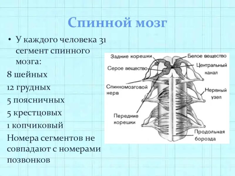 Входят в состав задних корешков спинного мозга. Строение сегмента спинного мозга. Схема сегмента спинного мозга. Характеристика сегментов спинного мозга. Сегмент спинного мозга рисунок.