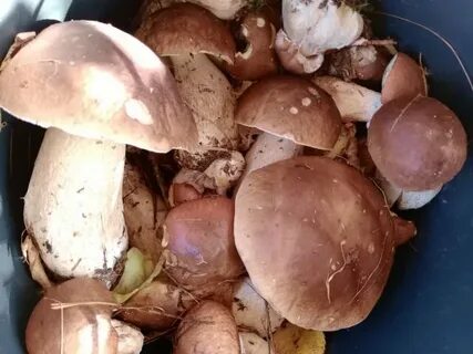 Растут ли грибы в октябре