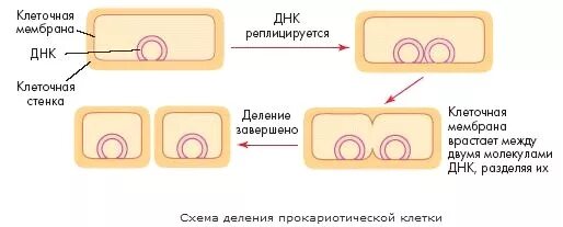 Деление клеток прокариот. Деление клеток прокариот схема. Тип деления прокариотической клетки. Схема деления прокариотической клетки. Размножение прокариот схема.