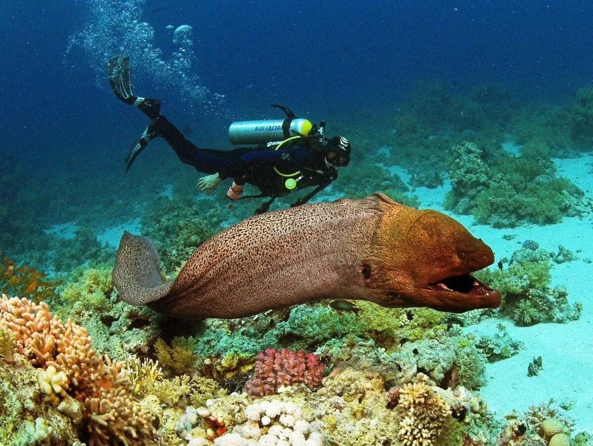 Sea dive. Шарм-Эль-Шейх мурена. Мурена Шарм Эль. Египет дайвинг мурена. Красное море в Шарм Эль Шейхе мурена.