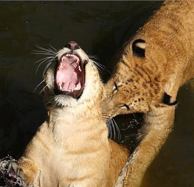 Укус тигра. Животные кусаются. Тигр Кусь.