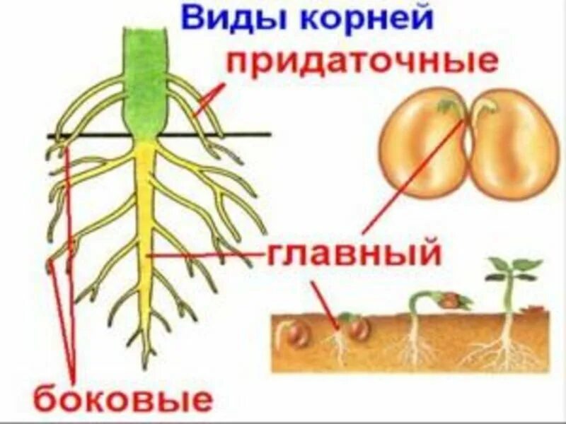 Придаточные боковые и главный корень. Главный корень боковой корень придаточный корень. Развитие бокового корня.