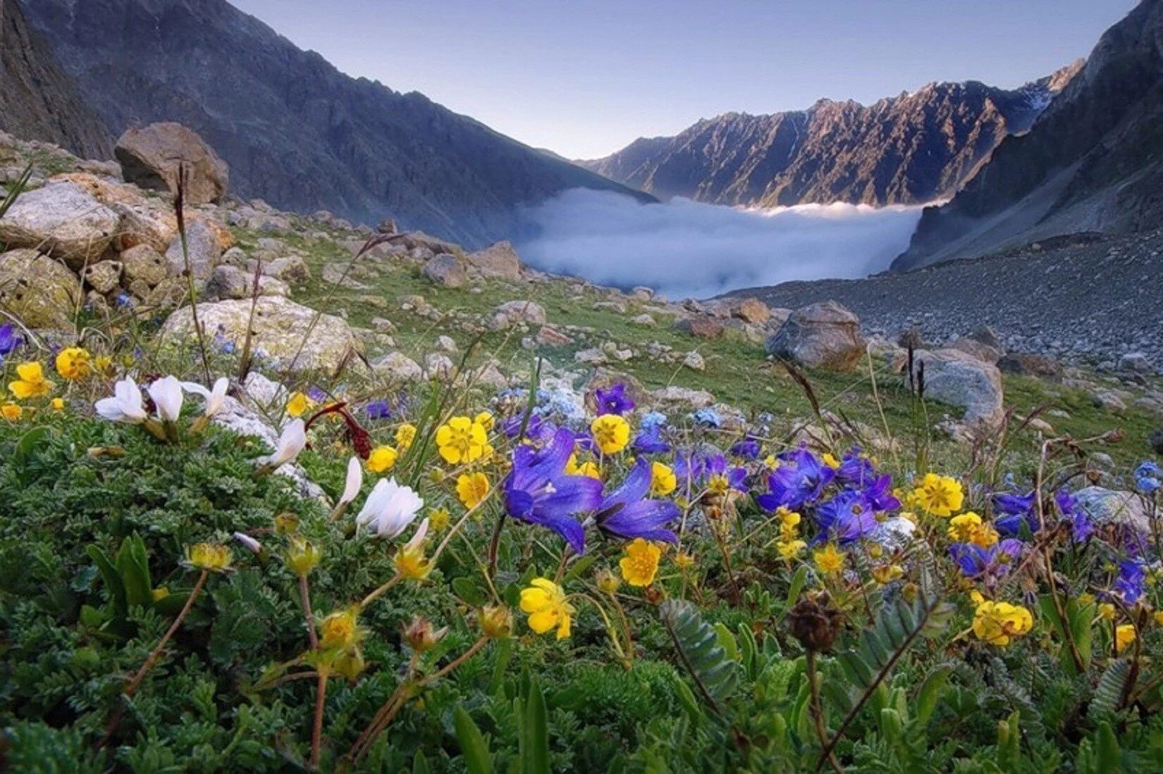 Кабардино-балкарский высокогорный заповедник флора. Альпийские луга в крыму. Природа таджикистана рамит. Первоцветы горный алтай. Растения эндемики горного алтая.