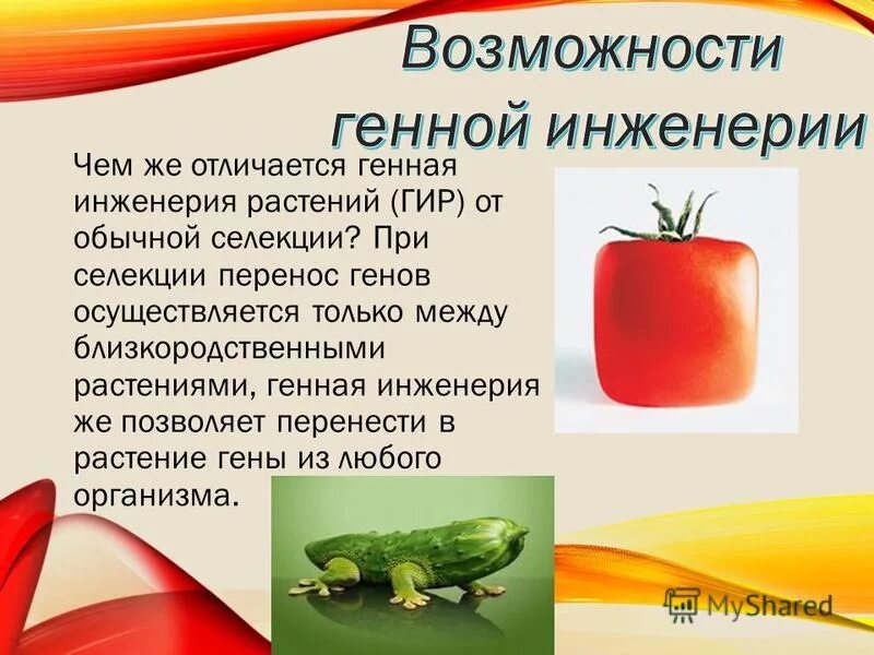 Функции генной инженерии. Морально-этические проблемы генной инженерии. Перспективы генетической инженерии. Функции генной инженерии. Генная инженерия функции.