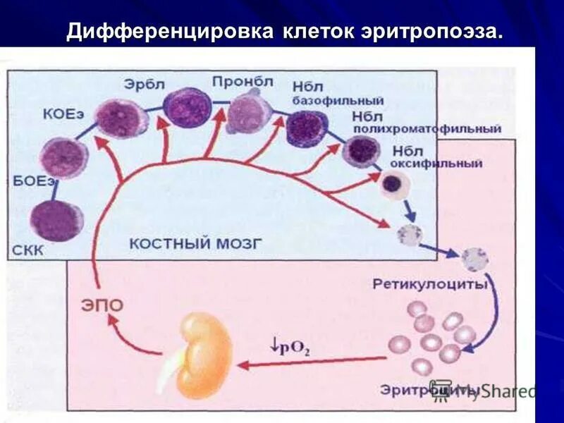 Дифференцировка плазматических клеток. Дифференциация клеток это простыми словами. Дифференцировка б лимфоцитов в плазматические клетки. Дифференцировка клеток зародыша процессы. Тучные клетки дифференцировка.