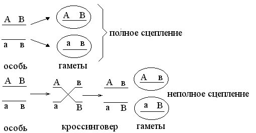 Полное сцепление генов схема. Неполное сцепленное наследование. Полное и неполное сцепление кроссинговер. Неполное сцепление схема скрещивания.