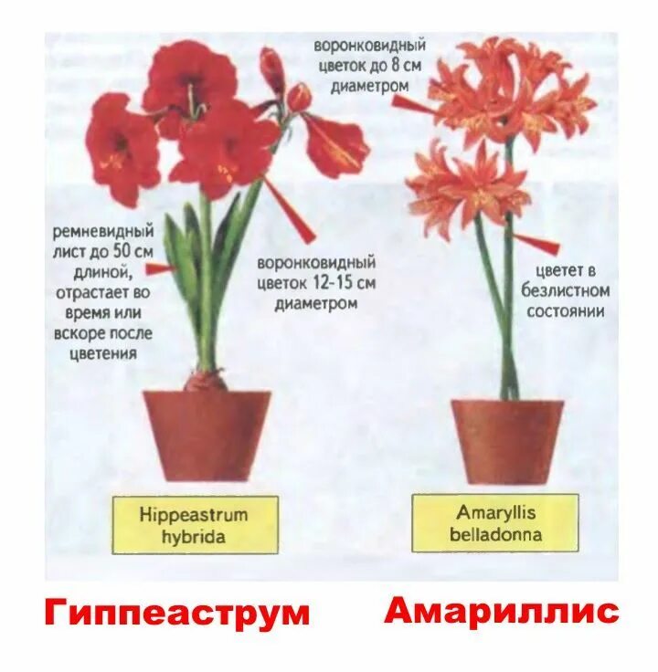 Как отличить цветы