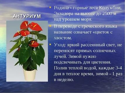 Какой цветок женский а какой мужской